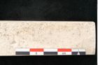 Foto (Detailansicht) von Olea noti Unger (NHMW-GEO-2024-0188-8152)
